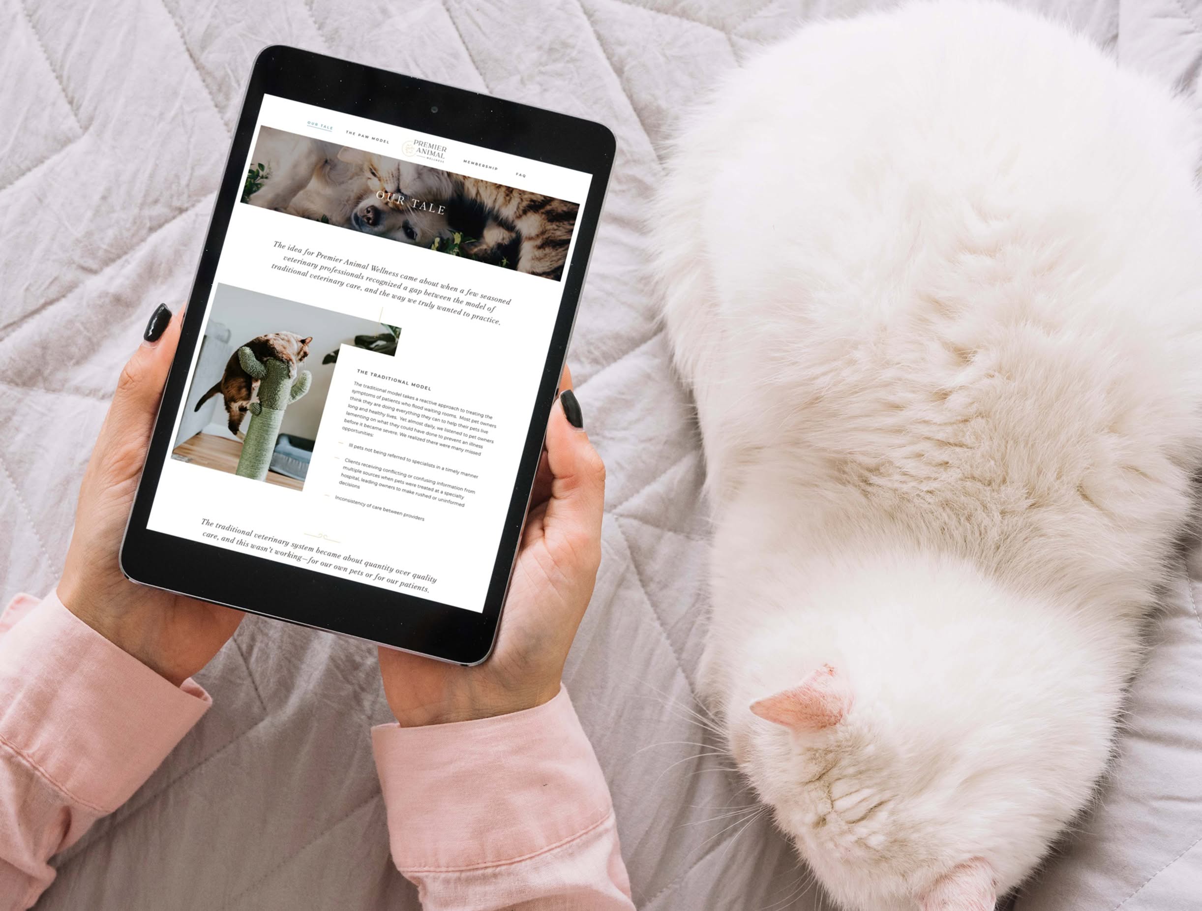 PAW-Tablet Hands holding a tablet displaying a page from the Premier Animal Wellness website. A fluffy white cat rests nearby on a quilted surface, creating a cozy and relaxed atmosphere.